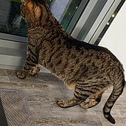 Jordan joined the competition — help win amazing prizes! abyssinian, animal, cat, couch, door, egyptiancat, hardwood, kitten, leash, manx, mat, ocelot, person, pet, plywood, slate, sleeping, slidingdoor, window, wood