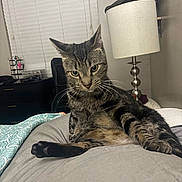 Jacob is registered to the contest to win money with this photo: cat, tabby_cat, pet, indoor, bed, lamp, furniture, window_blinds, curious, relaxed, animal, whiskers, fur, paw, resting, domestic_cat, striped, cozy, bedroom, looking