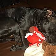 Black participe au concours pour gagner de l'argent avec cette photo : black, cane_corso, carnivoran, dog, dog_breed, dog_crossbreeds, dog_like_mammal, guard_dog, mammal, non_sporting_group, snout, sporting_group, vertebrate