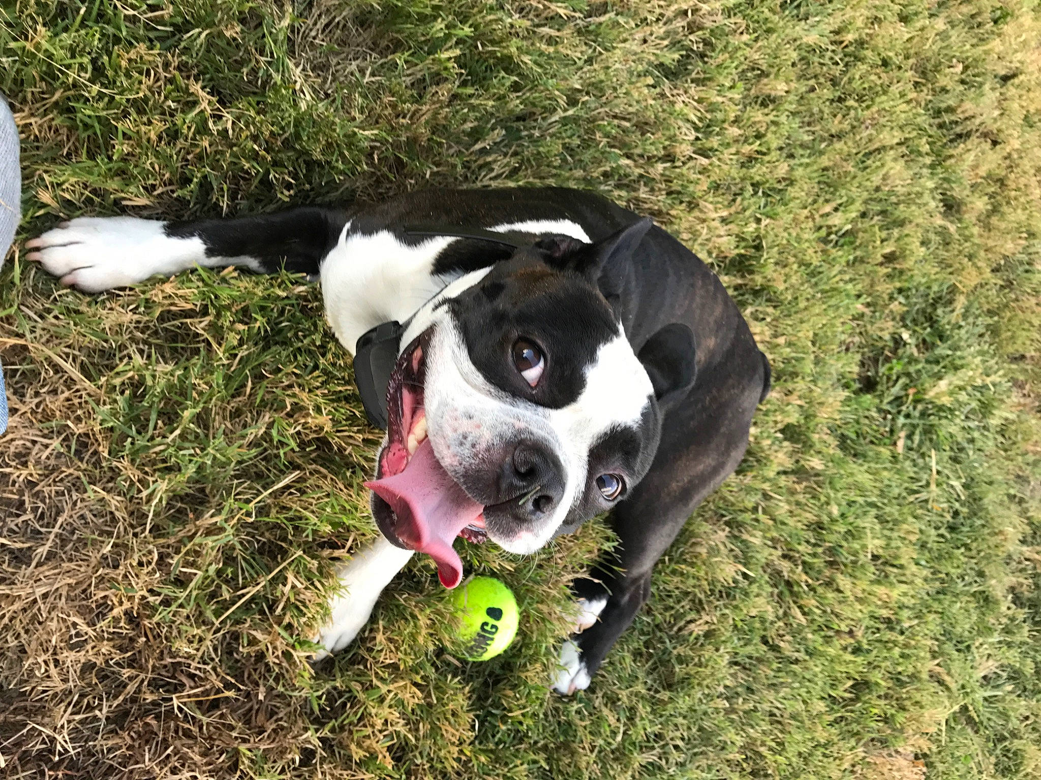 Remi is registered to the contest to win money with this photo: ball, canidae, carnivore, collar, companion_dog, dog, dog_breed, dog_collar, dog_supply, fawn, grass, leash, personal_protective_equipment, pet_supply, plant, snout, sporting_group, tennis_ball, toy, working_animal