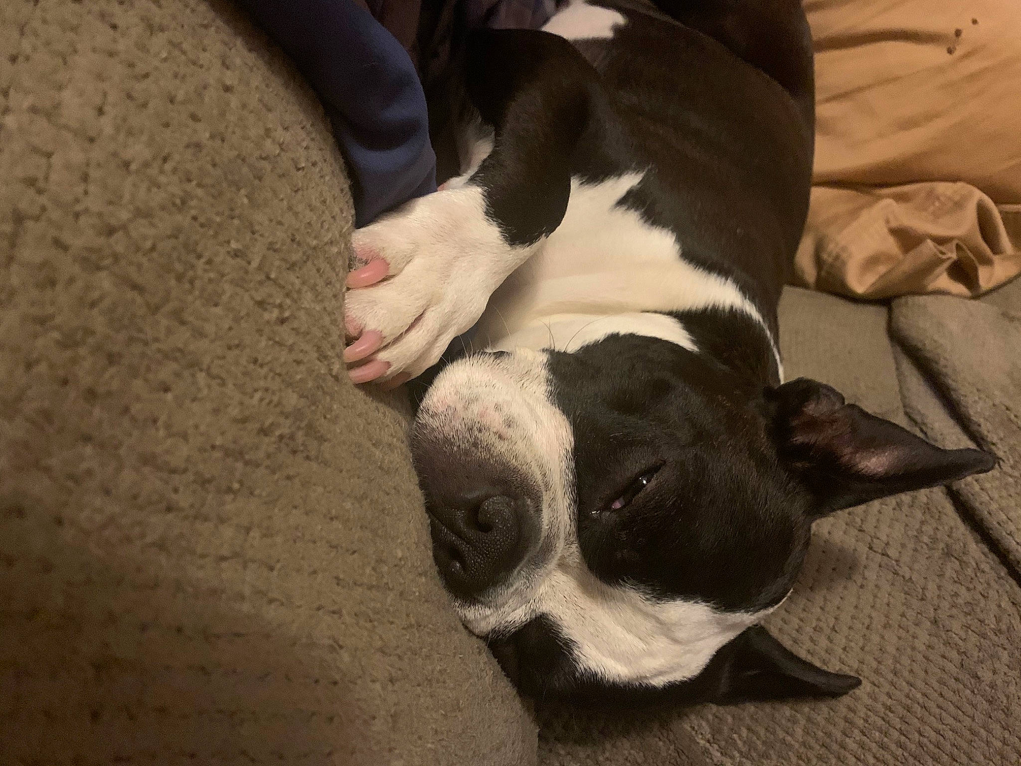 Remi joined the competition — help win amazing prizes! boston_terrier, bulldog, carnivore, comfort, companion_dog, dog, dog_breed, fawn, french_bulldog, fur, human_leg, linens, paw, snout, sporting_group, tail, terrestrial_animal, toy_dog, whiskers, working_animal