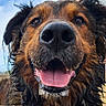 animal, background, canine, closeup, daylight, dog, ears, expression, face, friendly, fur, happy, muzzle, nature, nose, outdoor, pet, portrait, smiling, tongue
