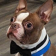 Rusty joined the competition — help win amazing prizes! adorable, blue_collar, boston_terrier, bow_tie, brown_white_fur, canine, close_up, collar, curious, dog, ears_up, formal, indoor, pet, portrait, sitting, small_dog, whiskers, wide_eyes, wooden_floor