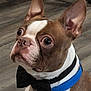adorable, blue_collar, boston_terrier, bow_tie, brown_white_fur, canine, close_up, collar, curious, dog, ears_up, formal, indoor, pet, portrait, sitting, small_dog, whiskers, wide_eyes, wooden_floor