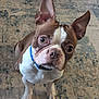 Rusty is registered to the contest to win money with this photo: attentive, big_eyes, blue_collar, boston_terrier, brown_and_white, carpet, close_up, companion, curious, cute, dog, front_paws, indoor, looking_up, nose, pet, portrait, sitting, upright_ears, whiskers