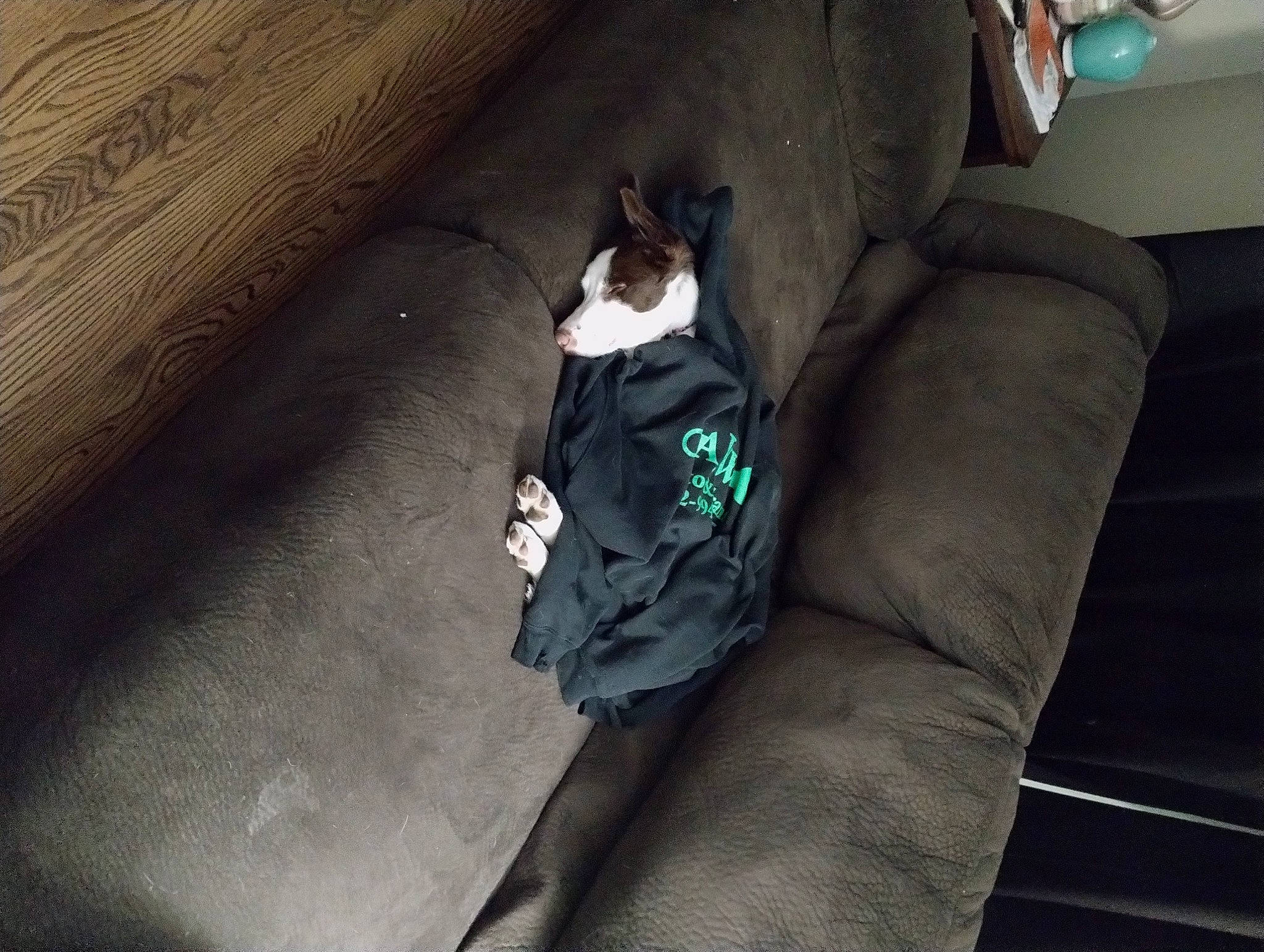 Dasiy is registered to the contest to win money with this photo: canidae, carnivore, comfort, companion_dog, couch, dog, dog_breed, felidae, floor, flooring, grey, hardwood, human_leg, small_to_medium_sized_cats, sofa_bed, sporting_group, studio_couch, tail, tints_and_shades, wood