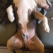 Tracker participe au concours pour gagner de l'argent avec cette photo : animal, black, brown, canine, comfort, couch, dog, domestic, floor, indoor, lying_down, paw, pet, relaxed, resting, sleeping, spotted, tail, tile, white