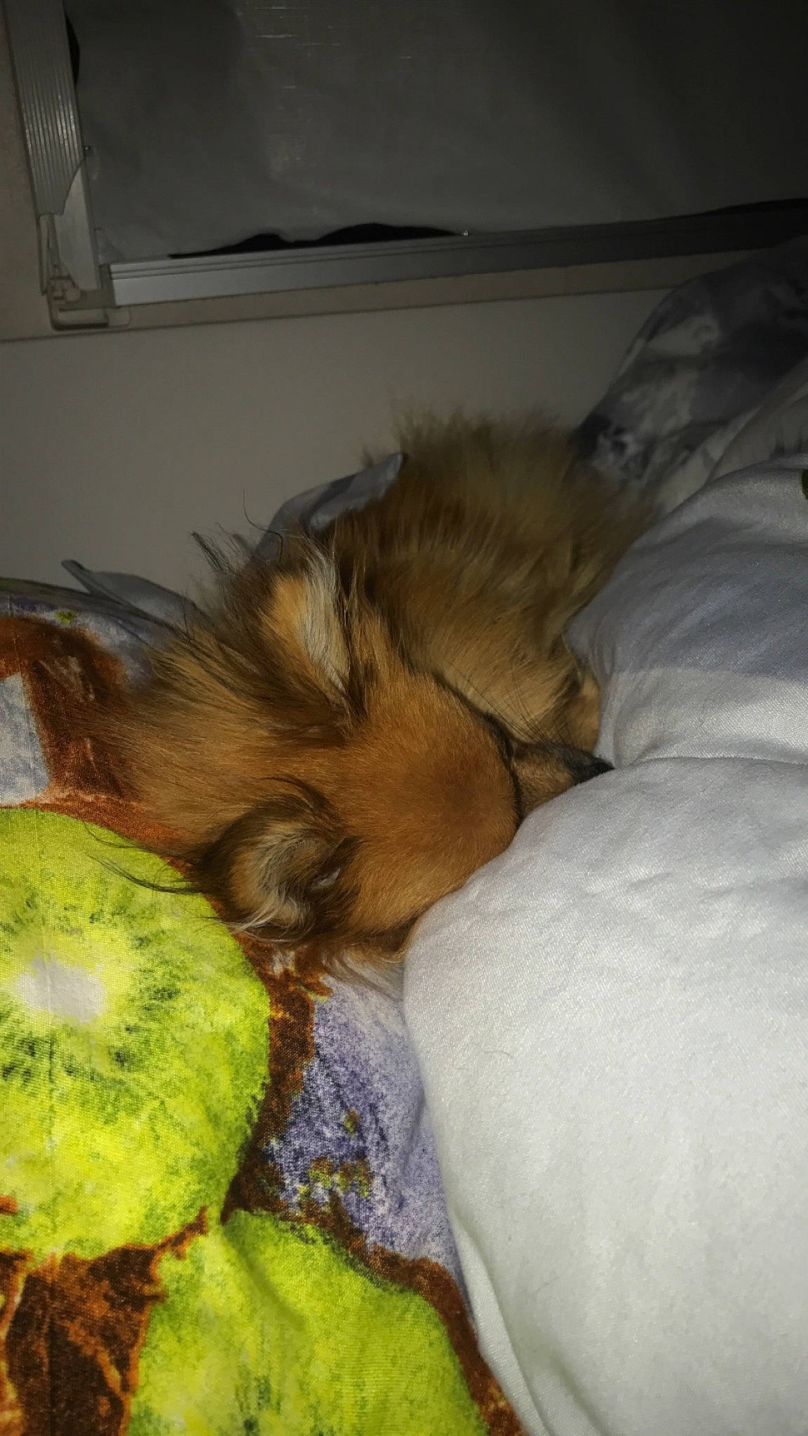 Régal participe au concours pour gagner de l'argent avec cette photo : bed, canidae, carnivore, claw, comfort, companion_dog, dog, dog_breed, fawn, feather, felidae, fur, liver, nap, paw, snout, sporting_group, tail, toy_dog, whiskers