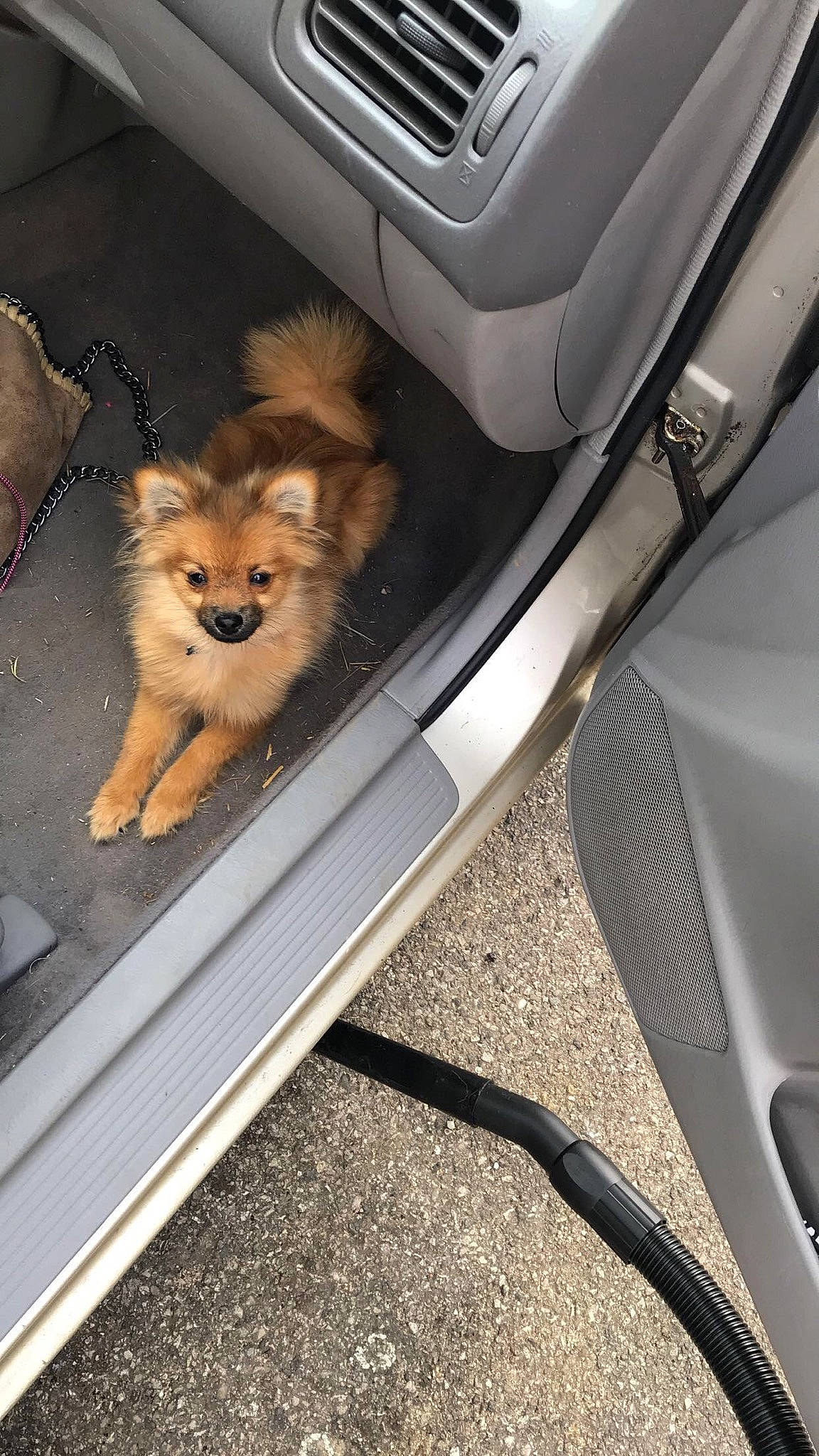 Régal participe au concours pour gagner de l'argent avec cette photo : auto_part, automotive_design, automotive_exterior, automotive_tire, bumper, car, car_seat, carnivore, companion_dog, dog, dog_breed, fawn, hood, motor_vehicle, personal_luxury_car, tints_and_shades, toy_dog, vehicle, vehicle_door, windscreen_wiper