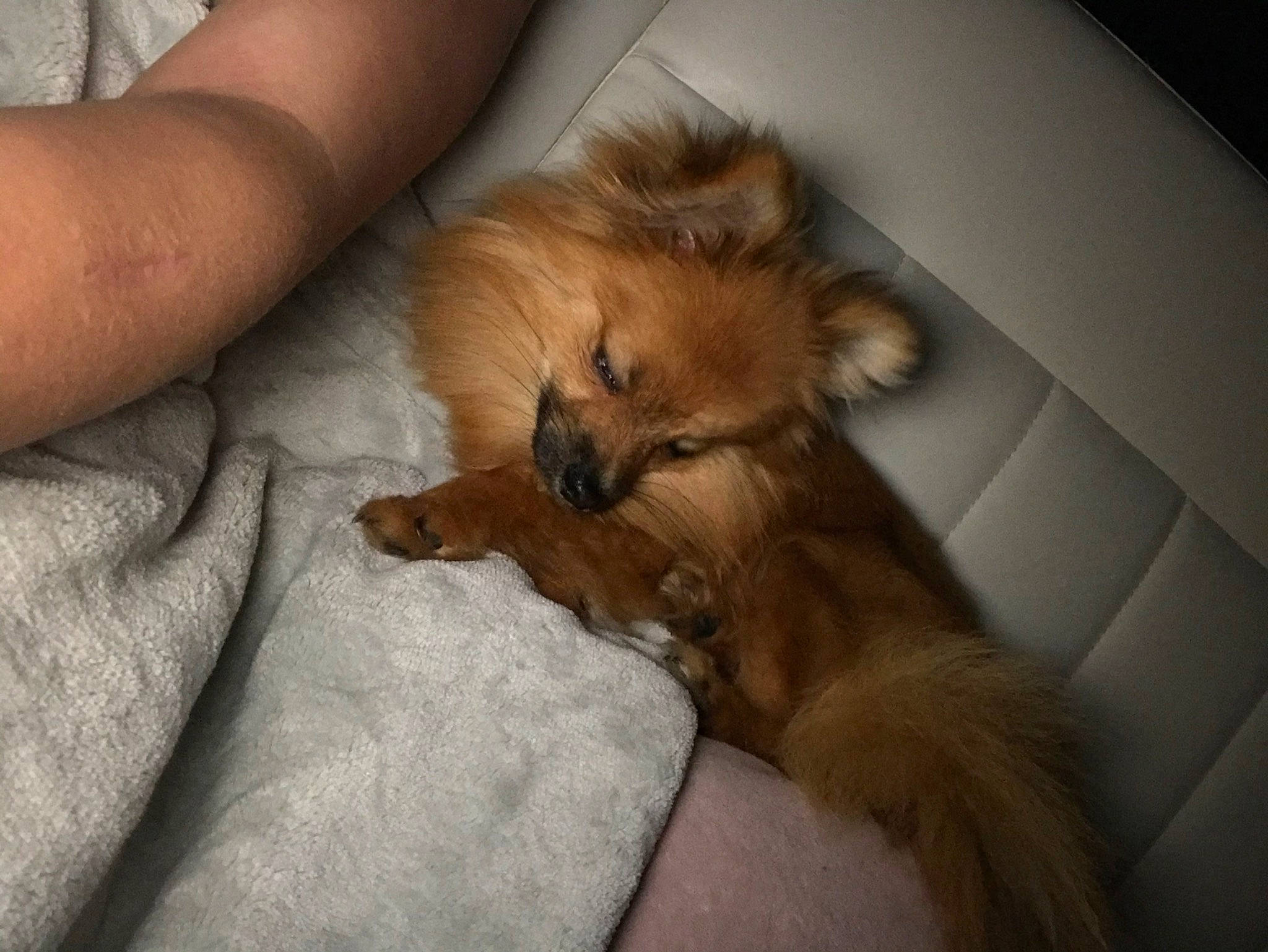 Régal participe au concours pour gagner de l'argent avec cette photo : canidae, carnivore, claw, comfort, companion_dog, dog, dog_breed, fawn, felidae, fur, german_spitz, liver, paw, pomeranian, spitz, sporting_group, terrestrial_animal, toy_dog, whiskers, working_animal