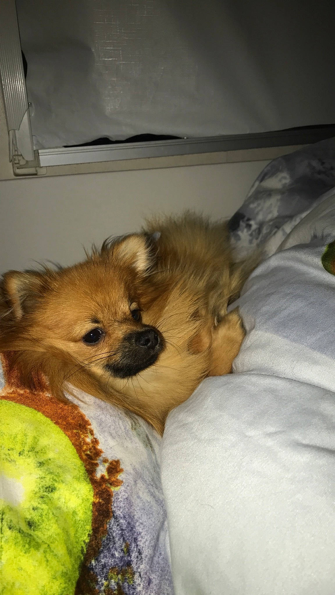 Régal a rejoint le concours — aidez-le/la à gagner de superbes lots ! ball, bed, canidae, carnivore, comfort, companion_dog, dog, dog_breed, dog_supply, fawn, felidae, fur, liver, paw, puppy_love, small_terrier, sporting_group, toy_dog, whiskers, working_animal