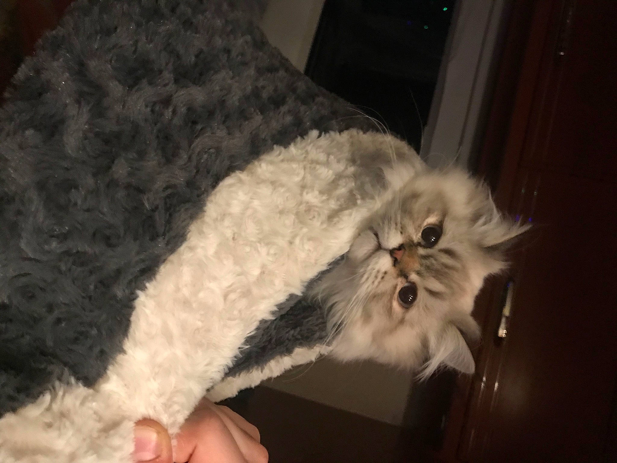 Mickey participe au concours pour gagner de l'argent avec cette photo : british_longhair, carnivore, cat, claw, comfort, event, eye, fang, felidae, fur, natural_material, paw, small_to_medium_sized_cats, snout, tail, terrestrial_animal, whiskers