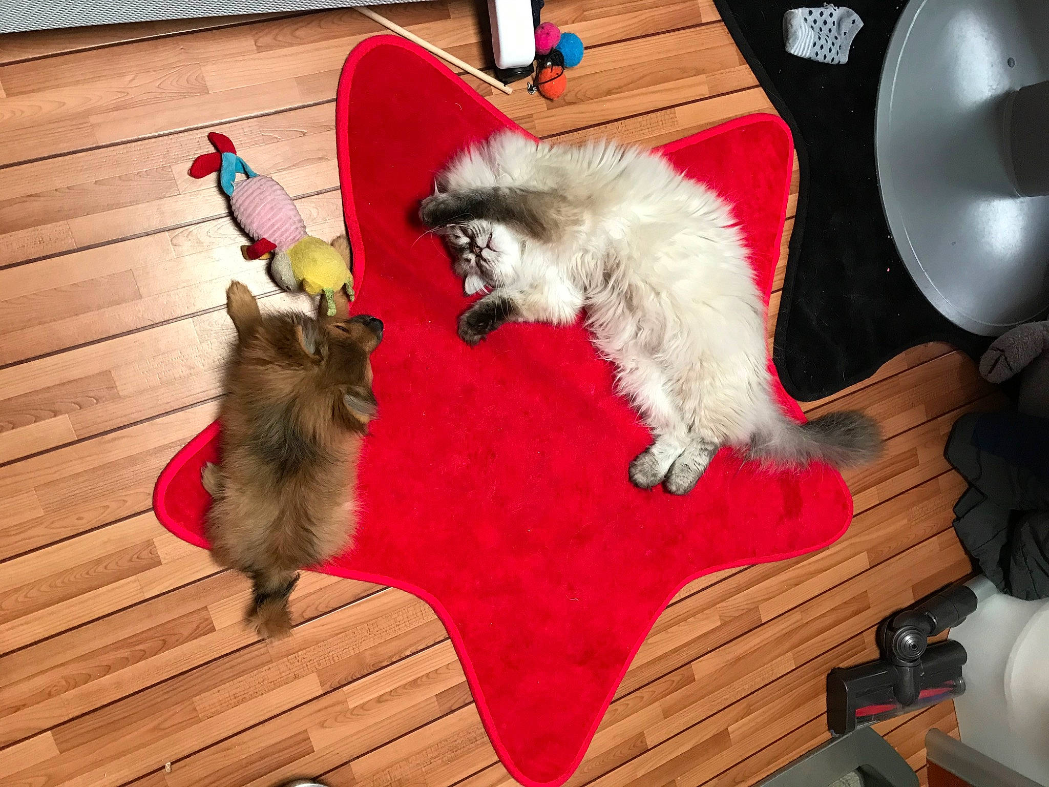 Mickey a rejoint le concours — aidez-le/la à gagner de superbes lots ! carnivore, cat, companion_dog, dog_breed, event, fawn, felidae, flooring, fur, hardwood, laminate_flooring, mammal, red, small_to_medium_sized_cats, spitz, tail, toy_dog, whiskers, wood, wood_flooring