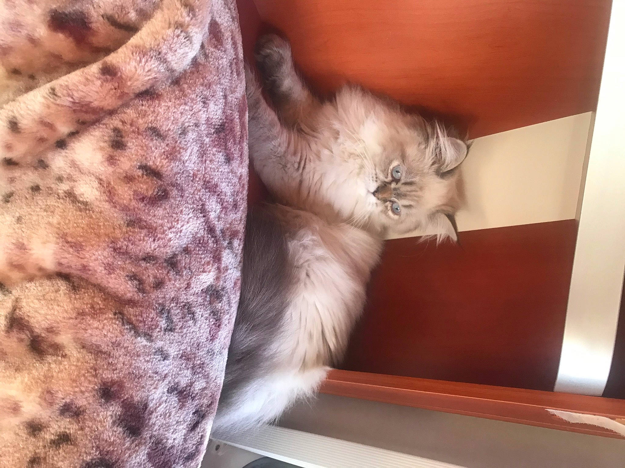 Mickey participe au concours pour gagner de l'argent avec cette photo : box, carnivore, cat, claw, comfort, couch, domestic_short_haired_cat, fawn, felidae, fur, grey, hardwood, mammal, paw, small_to_medium_sized_cats, snout, tail, vertebrate, whiskers, wood