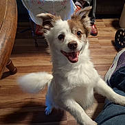 Little Man is registered to the contest to win money with this photo: brown_patch, chair, dog, floor, fur, happy, indoor, jeans, legs, paw, person, pet, purple_shoe, shoe, smiling, stroller_wheel, table, tail, white_fur, wooden_floor
