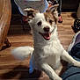 brown_patch, chair, dog, floor, fur, happy, indoor, jeans, legs, paw, person, pet, purple_shoe, shoe, smiling, stroller_wheel, table, tail, white_fur, wooden_floor