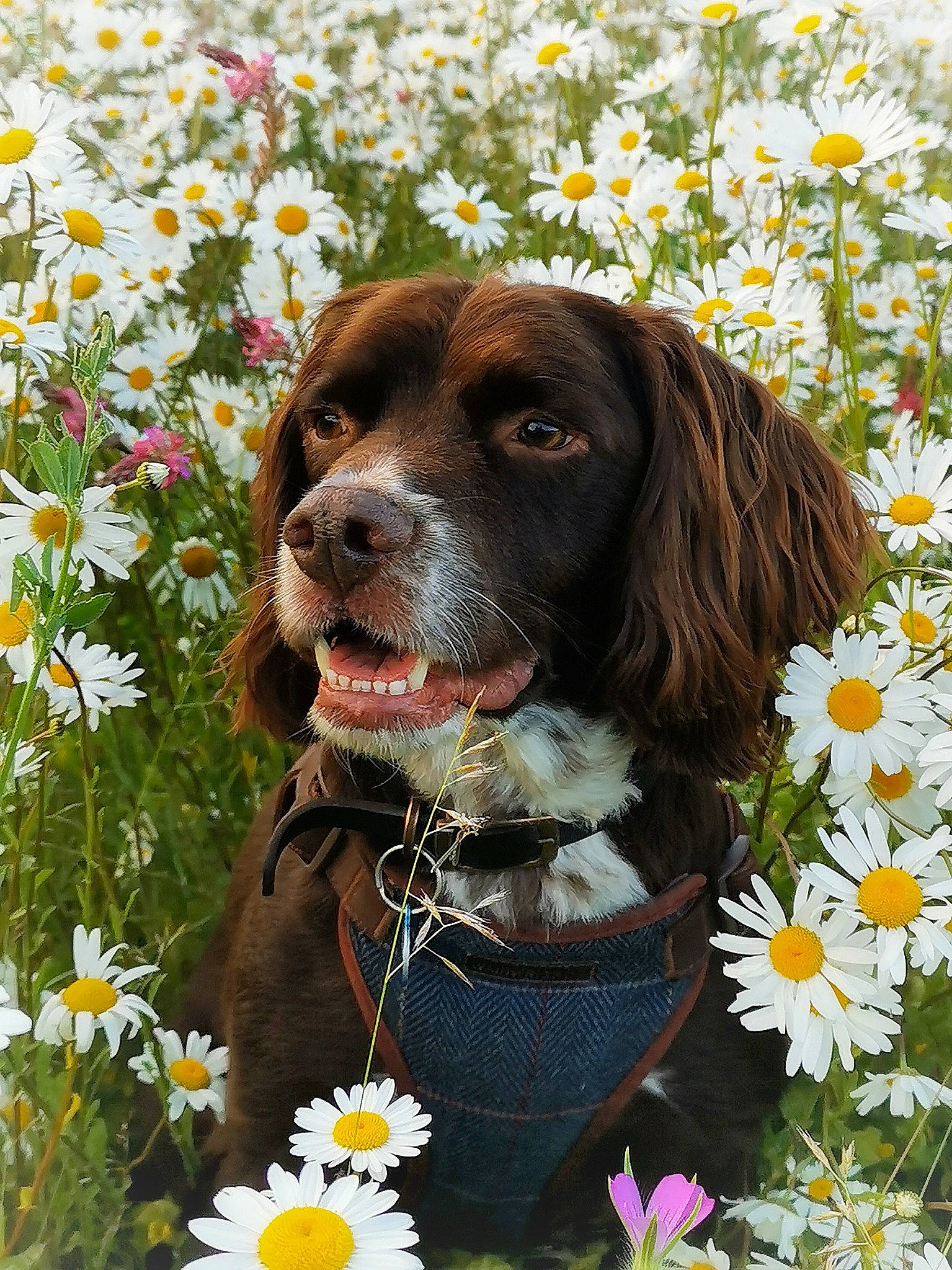 Dipper joined the competition — help win amazing prizes! annual_plant, botany, camomile, carnivore, companion_dog, dog, dog_breed, dog_supply, floral_design, flower, flowering_plant, grass, gun_dog, liver, people_in_nature, petal, plant, spaniel, sporting_group, spring