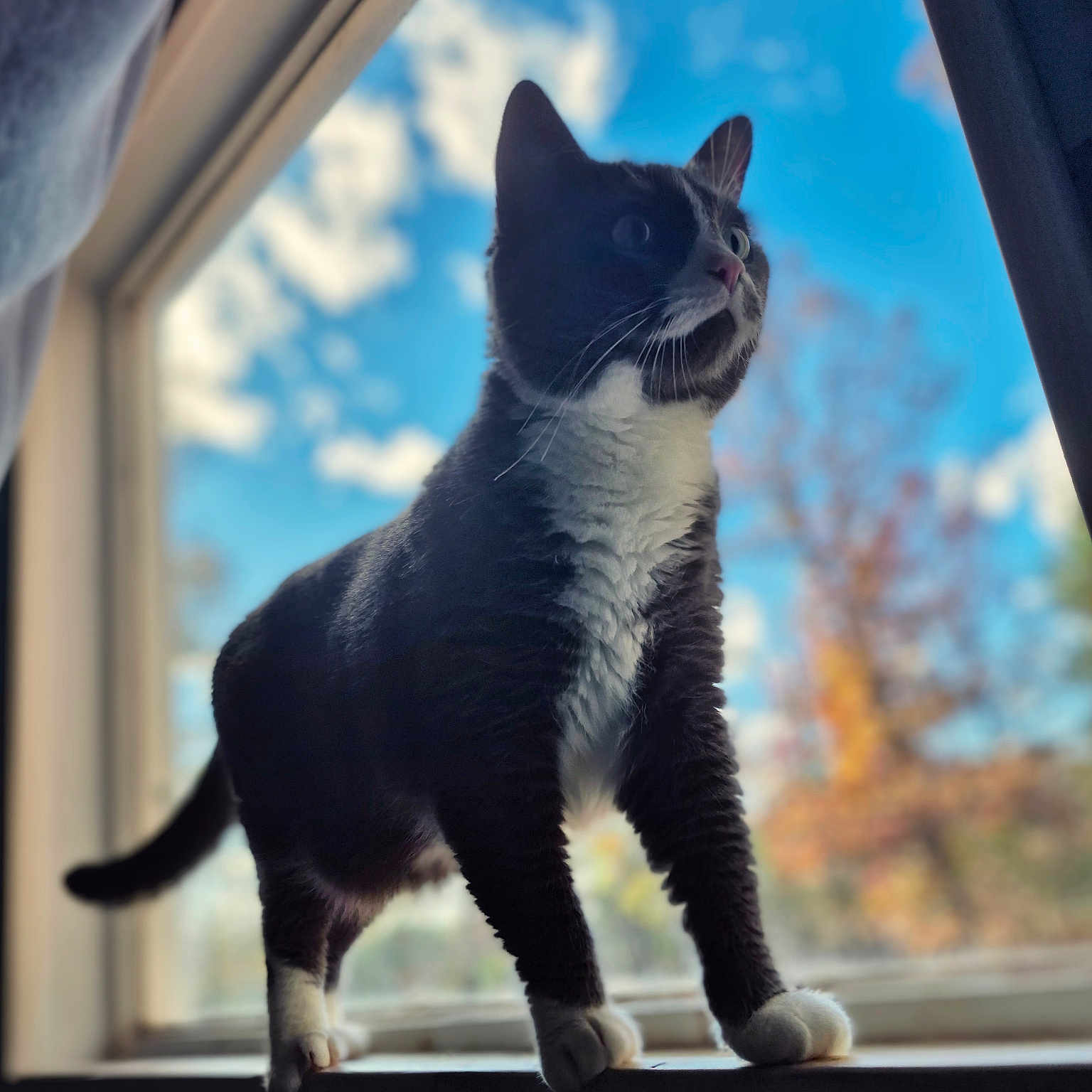 Boo joined the competition — help win amazing prizes! abyssinian, animal, blackcat, cat, kitten, manx, pet, siamese, window, windowsill