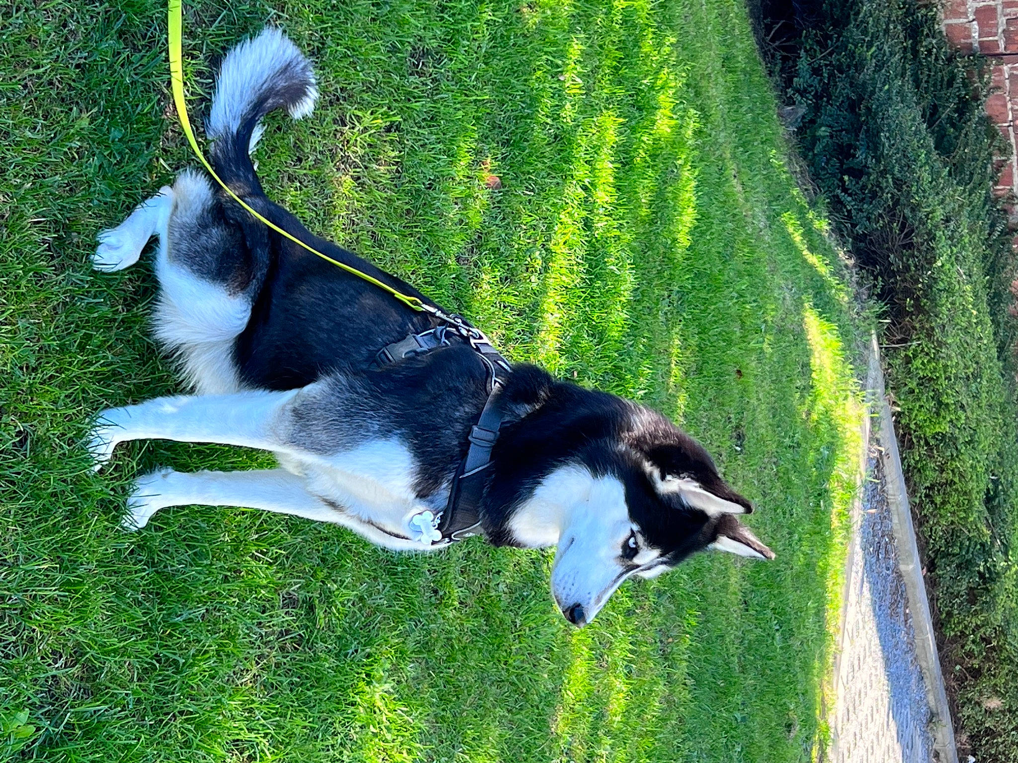 Alaska a rejoint le concours — aidez-le/la à gagner de superbes lots ! art, canidae, carnivore, collar, companion_dog, dog, dog_breed, dog_collar, fur, grass, green, herding_dog, leash, pasture, plant, slope, sporting_group, tail, tree, working_dog