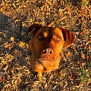 Romy participe au concours pour gagner de l'argent avec cette photo : animal, bulldog, canine, dog, face, field, grass, head, hound, labradorretriever, leaf, person, pet, photography, pitbull, plant, pointer, portrait, puppy, soil