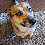 Babygirl is registered to the contest to win money with this photo: dog, heterochromia, blue_eye, brown_eye, pet, canine, fur, nose, ears, sitting, looking_up, indoor, carpet, wood_floor, closeup, cute, animal, mammal, portrait, whiskers