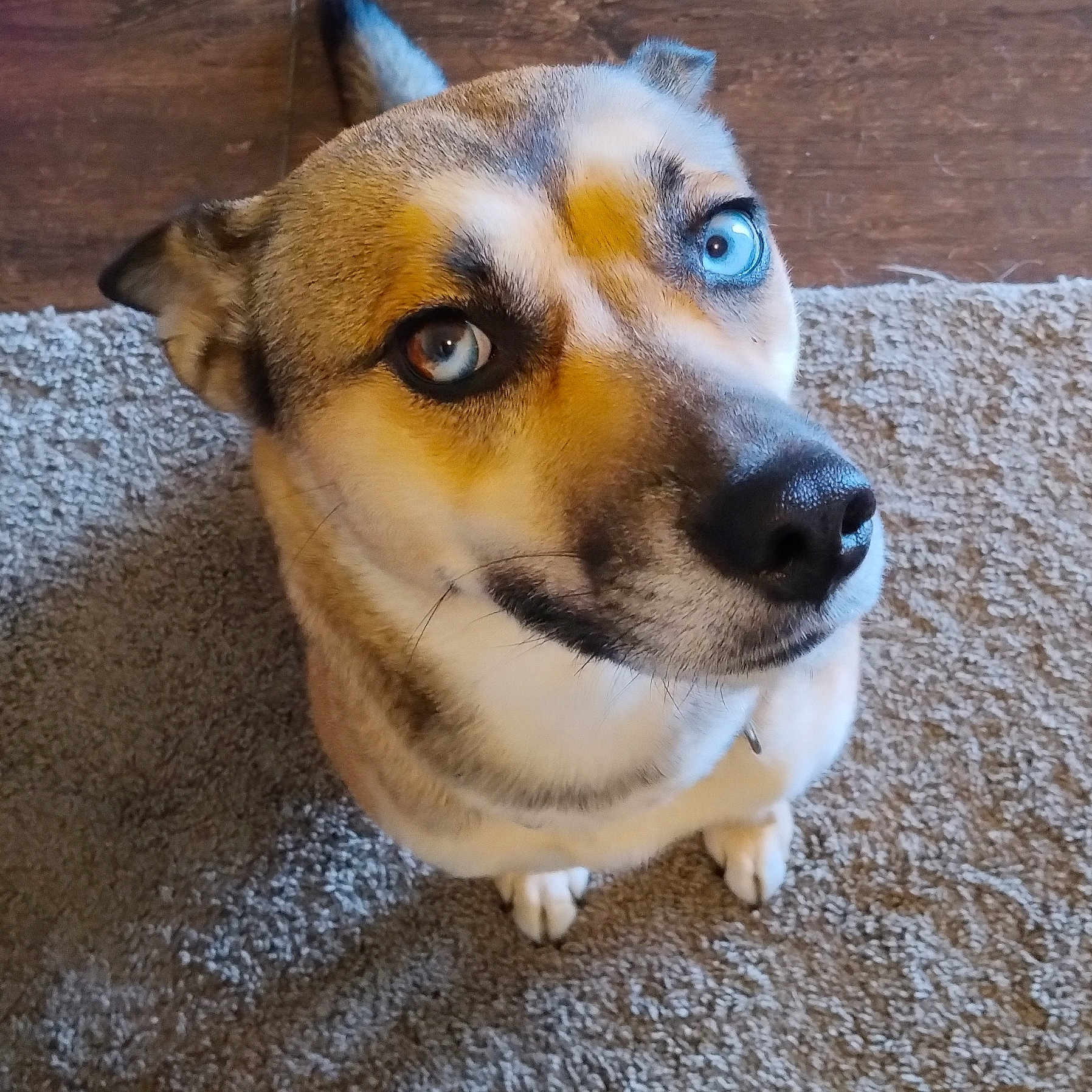 Babygirl is registered to the contest to win money with this photo: animal, blue_eye, brown_eye, canine, carpet, closeup, cute, dog, ears, fur, heterochromia, indoor, looking_up, mammal, nose, pet, portrait, sitting, whiskers, wood_floor