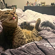 Peanut joined the competition — help win amazing prizes! cat, tabby_cat, bed, bedspread, striped, tongue_out, playful, feline, pet, cozy, indoor, relaxed, fur, whiskers, cute, animal, resting, comfort, striped_bedspread, domestic_cat