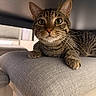 Peanut is registered to the contest to win money with this photo: cat, tabby_cat, indoor, chair, cushion, furniture, pet, animal, whiskers, curious, relaxed, fur, striped, close_up, domestic_cat, looking, resting, cozy, natural_light, home