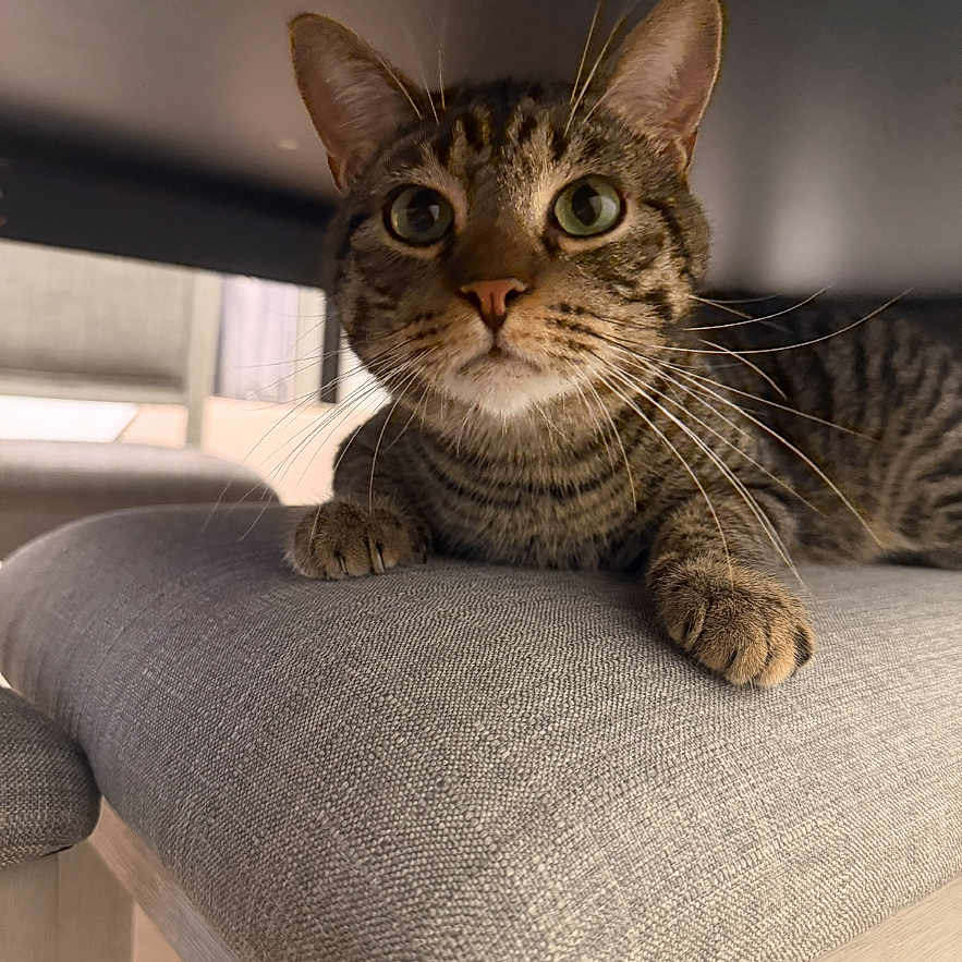 Peanut