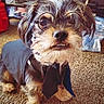 Apollo joined the competition — help win amazing prizes! dog, small_dog, scruffy_dog, pet, animal, glasses, tie, costume, dressed_up, portrait, funny, cute, indoors, carpet, furniture, seated, long_hair, brown_and_white, adorable, humorous