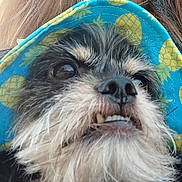 Apollo is registered to the contest to win money with this photo: dog, pet, portrait, close_up, scruffy, shaggy, black_and_white, facial_expression, underbite, teeth, nose, eyes, fur, fluffy, blue_fabric, floral_pattern, outdoor, funny, animal, photography