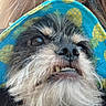 dog, pet, portrait, close_up, scruffy, shaggy, black_and_white, facial_expression, underbite, teeth, nose, eyes, fur, fluffy, blue_fabric, floral_pattern, outdoor, funny, animal, photography