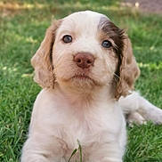 Nala joined the competition — help win amazing prizes! puppy, dog, grass, outdoor, pet, cute, animal, fur, young, mammal, nature, canine, adorable, portrait, laying, closeup, whiskers, ears, snout, eyes