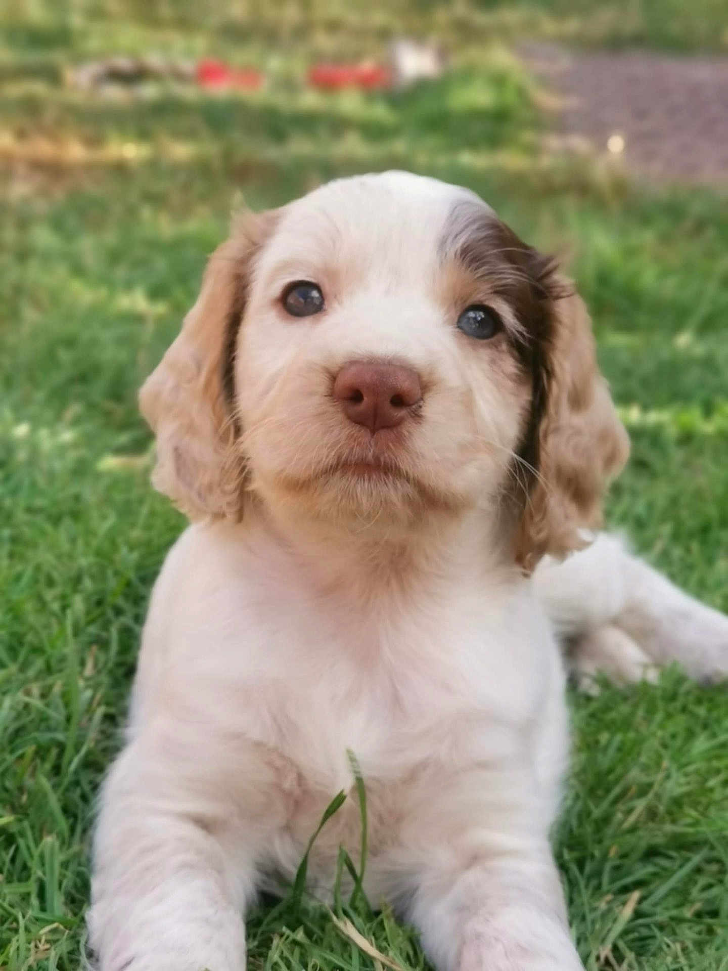 Nala