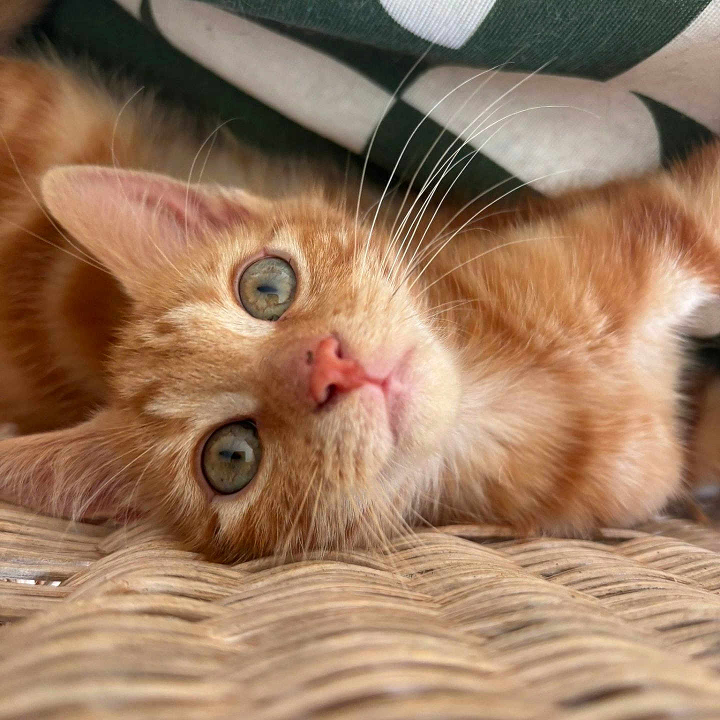 Molky participe au concours pour gagner de l'argent avec cette photo : cat, closeup, cozy, cushion, ear, fur_texture, ginger_fur, green_eyes, indoor, kitten, laying_down, nose, orange_cat, patterned_fabric, pet, playful, portrait, whiskers, wicker_basket, woven_texture