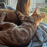 Molky a rejoint le concours — aidez-le/la à gagner de superbes lots ! back_view, blanket, cat, cats, cozy, cuddling, domestic_cat, ears, feline, fur, home, indoor, orange_tabby, pair, pet, resting, sunlight, tabby, window, windowsill