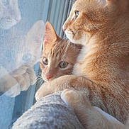 Molky participe au concours pour gagner de l'argent avec cette photo : calm, cat, close_up, cozy_blanket, domestic_cat, ear, feline, fur, indoor, kitten, looking_out, orange_cat, paw, pet, portrait, reflection, sunlight, tabby_cat, whiskers, window