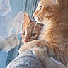 calm, cat, close_up, cozy_blanket, domestic_cat, ear, feline, fur, indoor, kitten, looking_out, orange_cat, paw, pet, portrait, reflection, sunlight, tabby_cat, whiskers, window