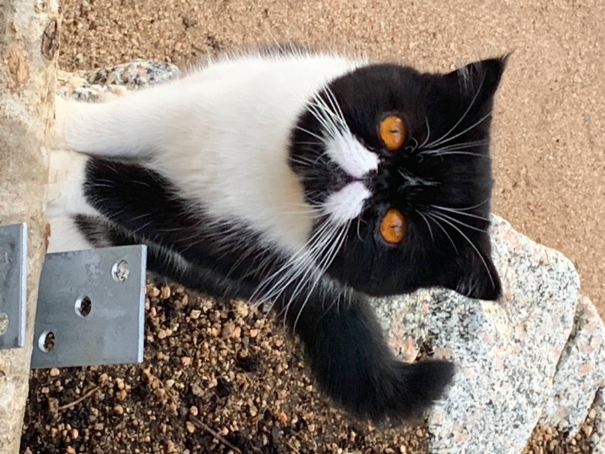 Nora a rejoint le concours — aidez-le/la à gagner de superbes lots ! black_cat, carnivore, cat, claw, domestic_short_haired_cat, eye, felidae, foot, fur, grass, paw, sitting, small_to_medium_sized_cats, snout, soil, tail, terrestrial_animal, whiskers, window, wood