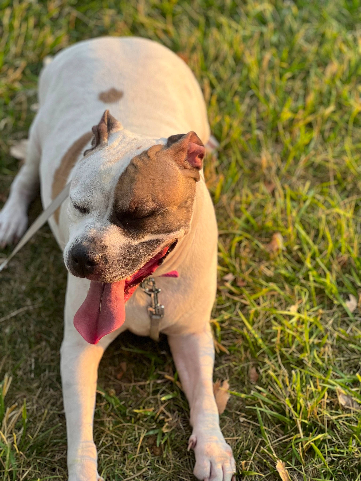 Nyla joined the competition — help win amazing prizes! adventure, boston_terrier, bulldog, canidae, carnivore, collar, companion_dog, dog, dog_breed, dog_collar, grass, molosser, plant, sporting_group, tail, terrestrial_animal, toy_dog, whiskers, working_animal, wrinkle