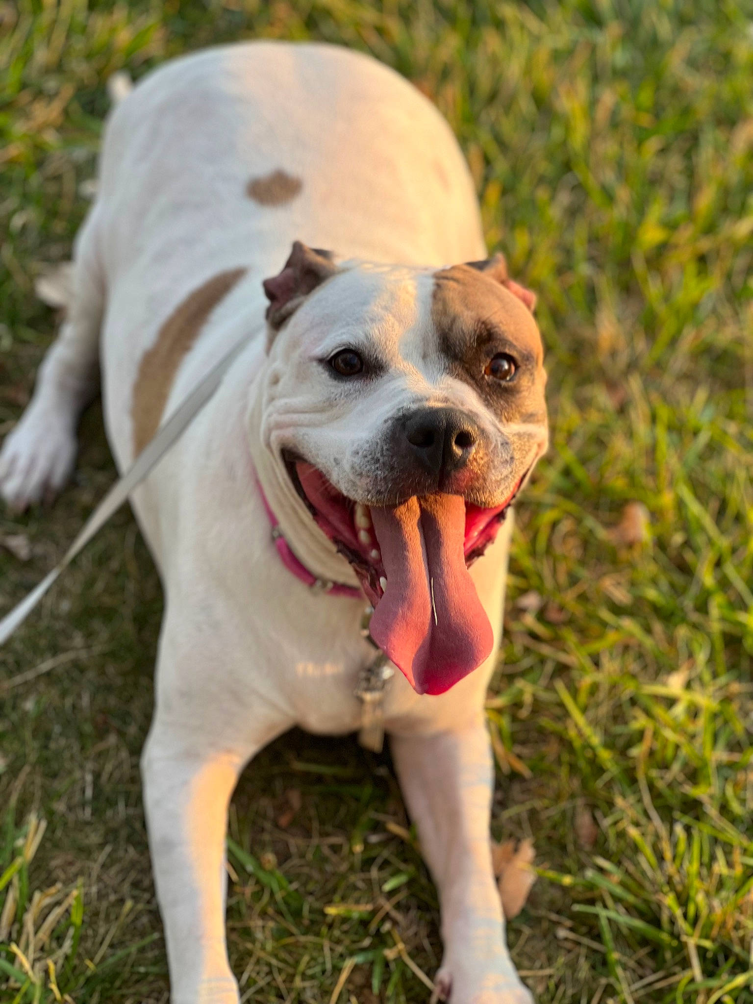 Nyla is registered to the contest to win money with this photo: bulldog, carnivore, collar, companion_dog, dog, dog_breed, dog_collar, dog_supply, fang, fawn, grass, leash, molosser, non_sporting_group, plant, tail, whiskers, working_animal, working_dog, wrinkle