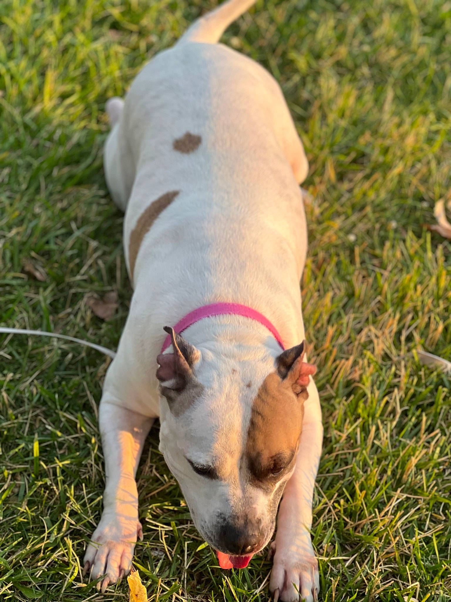 Nyla joined the competition — help win amazing prizes! canidae, carnivore, collar, companion_dog, dog, dog_breed, dog_collar, dog_supply, dogo_guatemalteco, fawn, grass, grassland, paw, plant, snout, sporting_group, tail, terrestrial_animal, toy_dog, working_animal