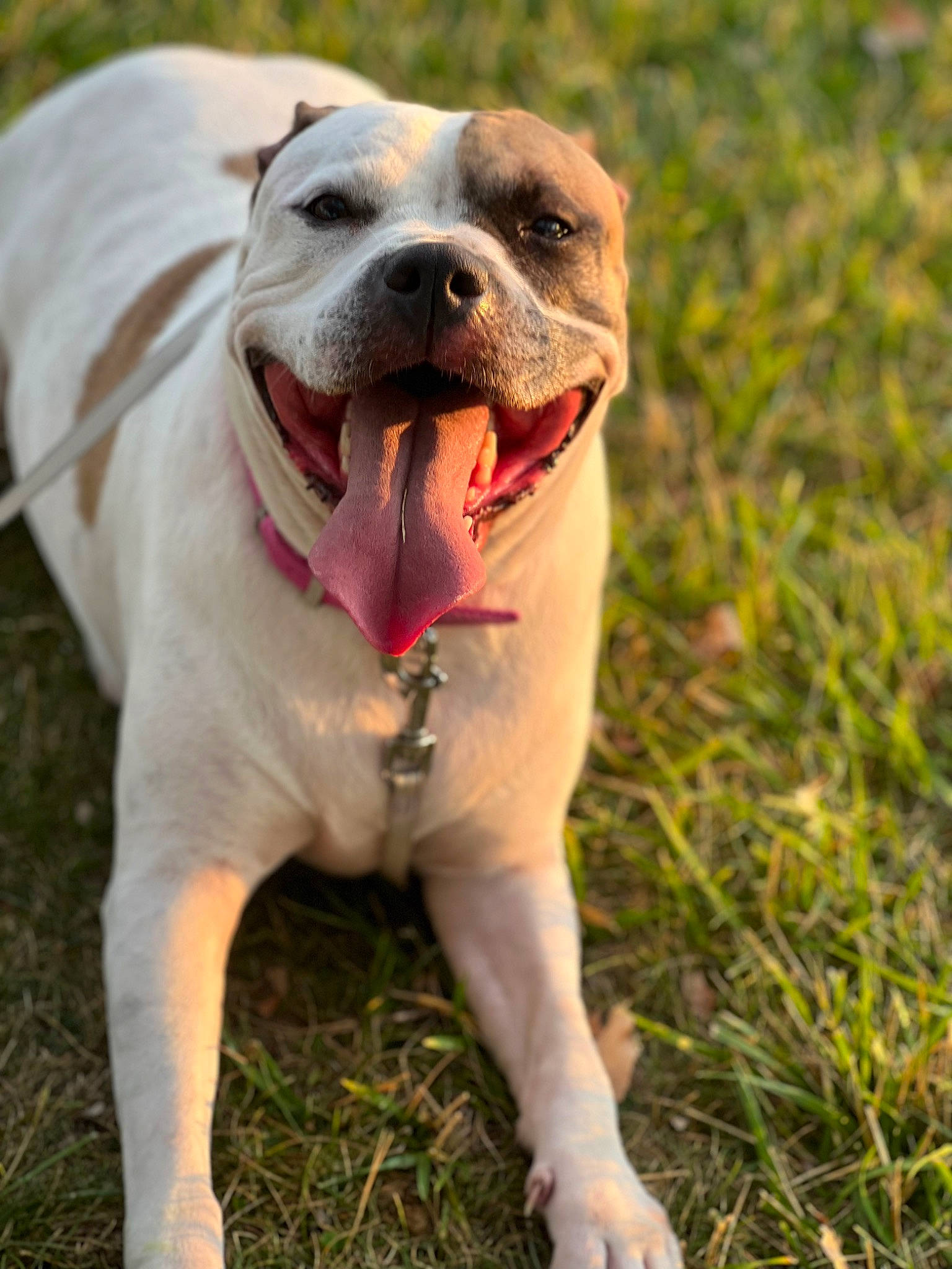 Nyla is registered to the contest to win money with this photo: adventure, canidae, carnivore, collar, companion_dog, dog, dog_breed, dog_collar, fang, fawn, grass, leash, molosser, plant, snout, sporting_group, terrestrial_animal, whiskers, working_dog, wrinkle
