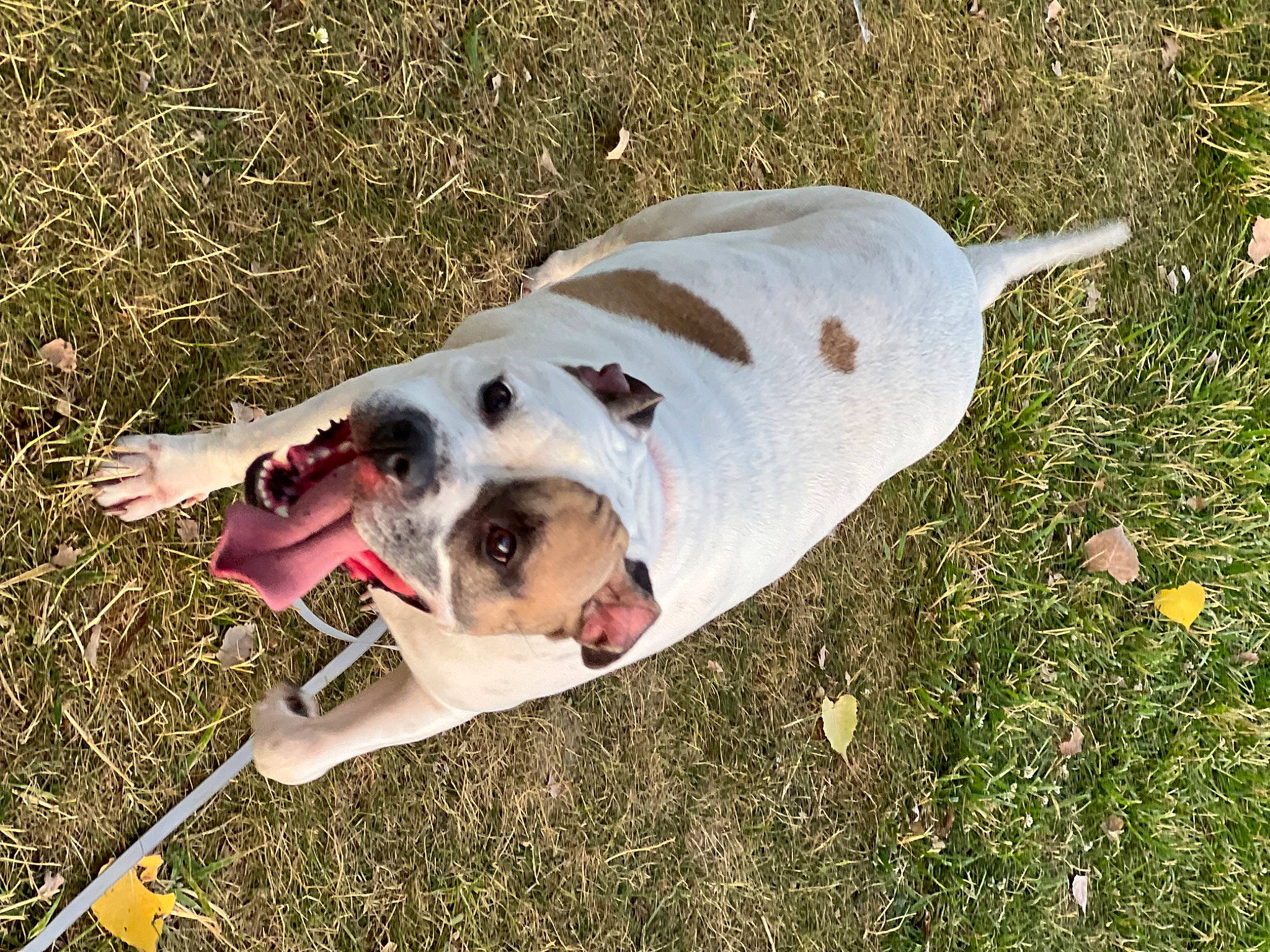 Nyla joined the competition — help win amazing prizes! canidae, carnivore, collar, companion_dog, dog, dog_breed, dog_collar, dog_supply, fawn, grass, leash, non_sporting_group, pet_supply, rampur_greyhound, snout, sporting_group, tail, terrestrial_animal, working_animal, working_dog