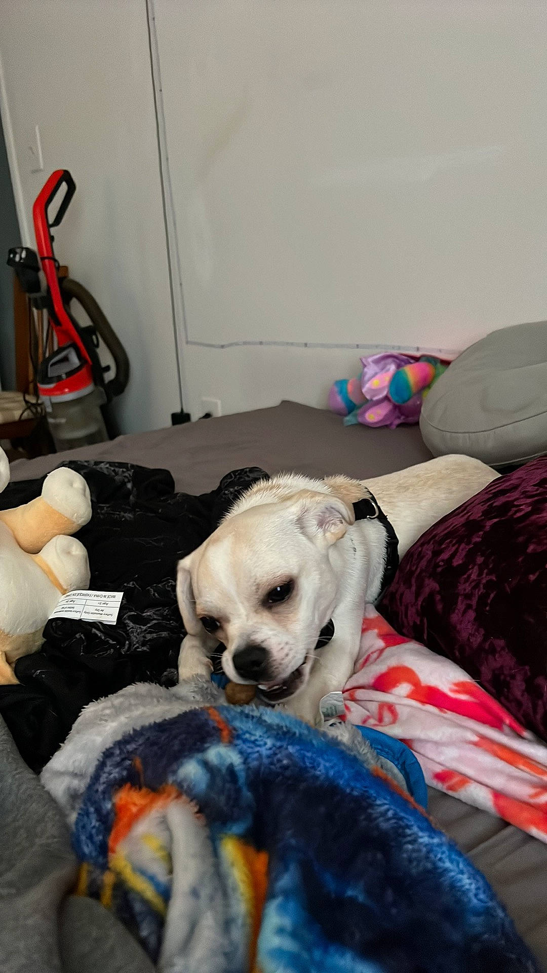 Kobe joined the competition — help win amazing prizes! bedding, canidae, carnivore, comfort, companion_dog, couch, dog, dog_breed, dog_supply, fawn, fur, linens, nap, non_sporting_group, room, sporting_group, tool, toy_dog