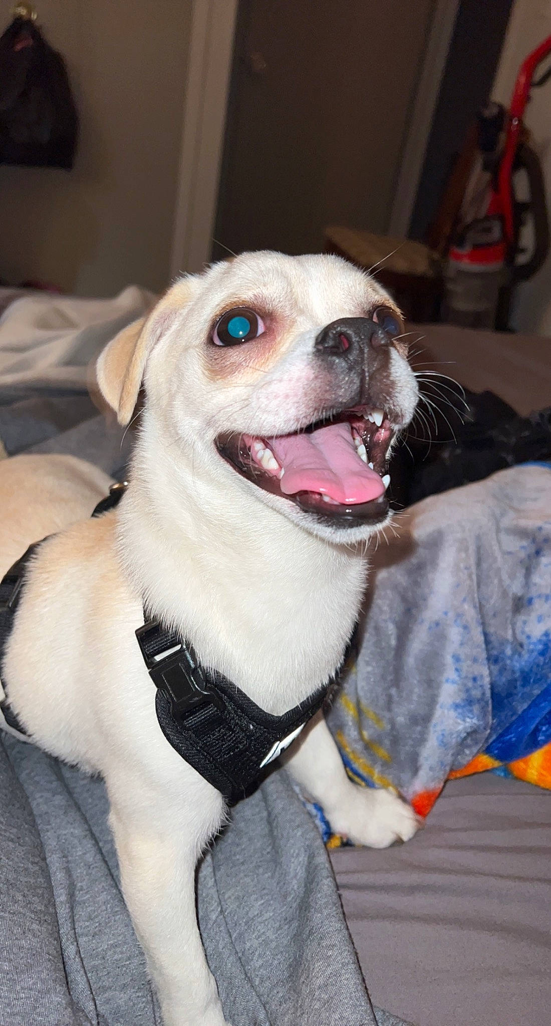 Kobe is registered to the contest to win money with this photo: canidae, carnivore, collar, companion_dog, dog, dog_breed, dog_clothes, dog_collar, dog_supply, eye, fang, fawn, leash, pet_supply, smile, snout, sporting_group, tongue, whiskers, working_animal