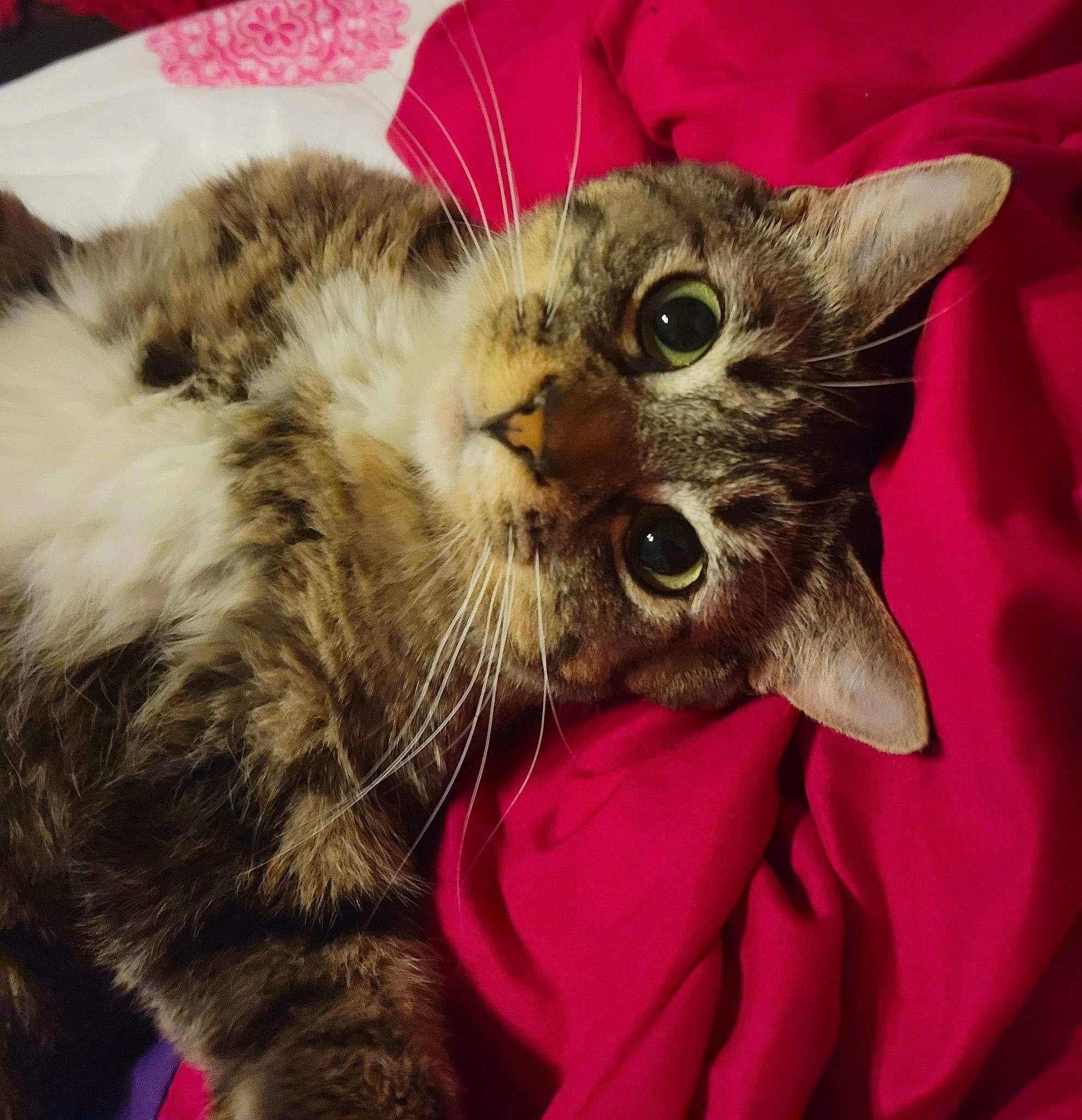 Kit is registered to the contest to win money with this photo: carnivore, cat, claw, close_up, comfort, domestic_short_haired_cat, ear, eye, felidae, fur, gesture, lap, mammal, paw, small_to_medium_sized_cats, snout, tail, vertebrate, whiskers, wildlife