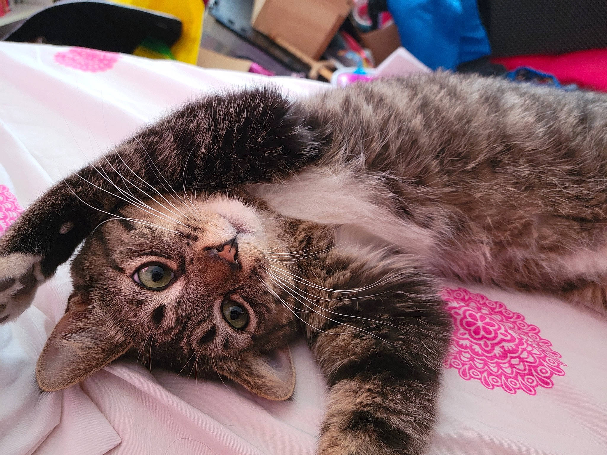 Kit joined the competition — help win amazing prizes! carnivore, cat, chair, claw, comfort, domestic_short_haired_cat, felidae, fur, nap, paw, small_to_medium_sized_cats, snout, vertebrate, whiskers