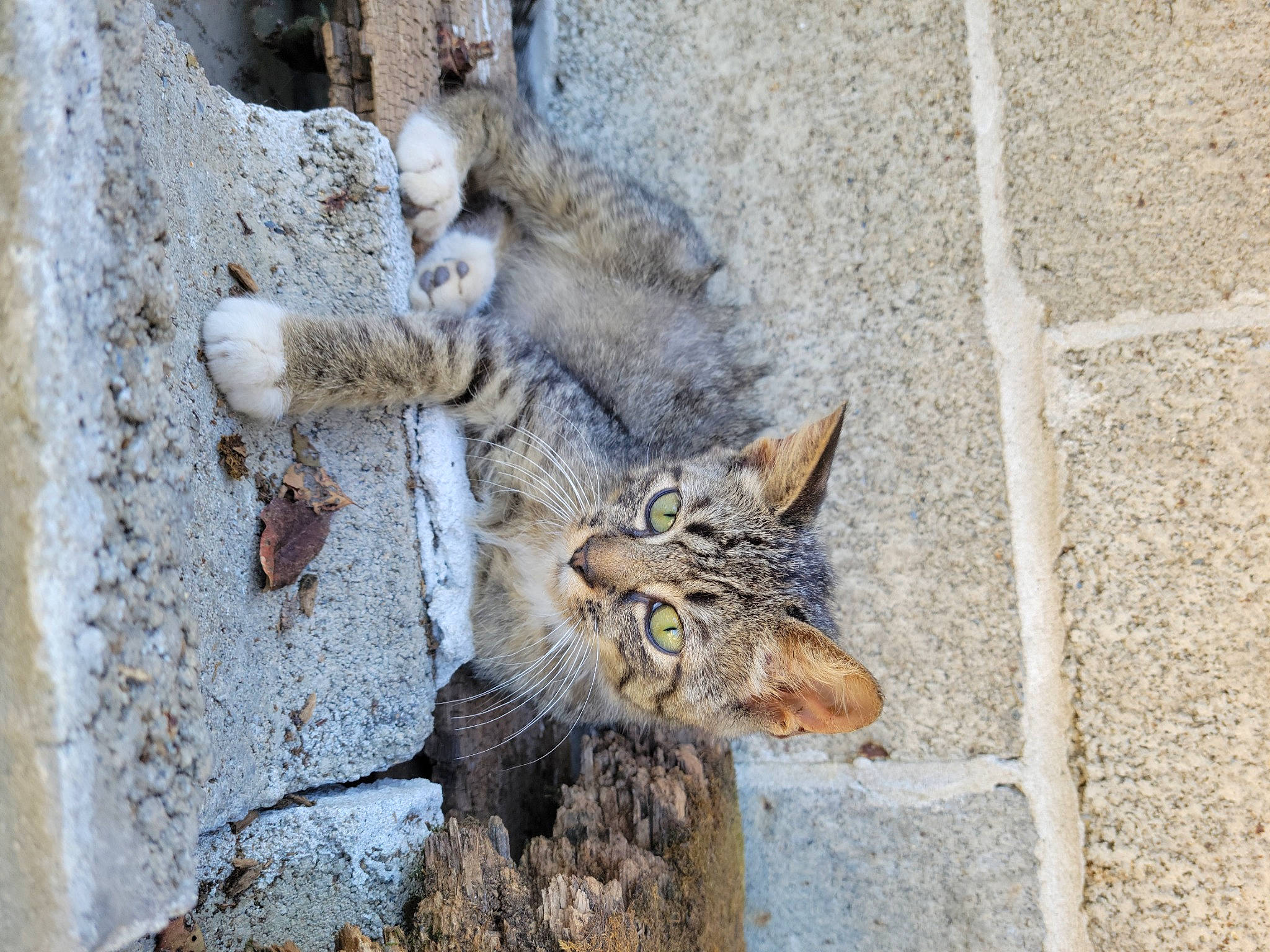 Kit joined the competition — help win amazing prizes! carnivore, cat, claw, cobblestone, concrete, domestic_short_haired_cat, facade, felidae, fur, road_surface, sculpture, small_to_medium_sized_cats, snout, tail, terrestrial_animal, vertebrate, whiskers, wildlife, window, wood