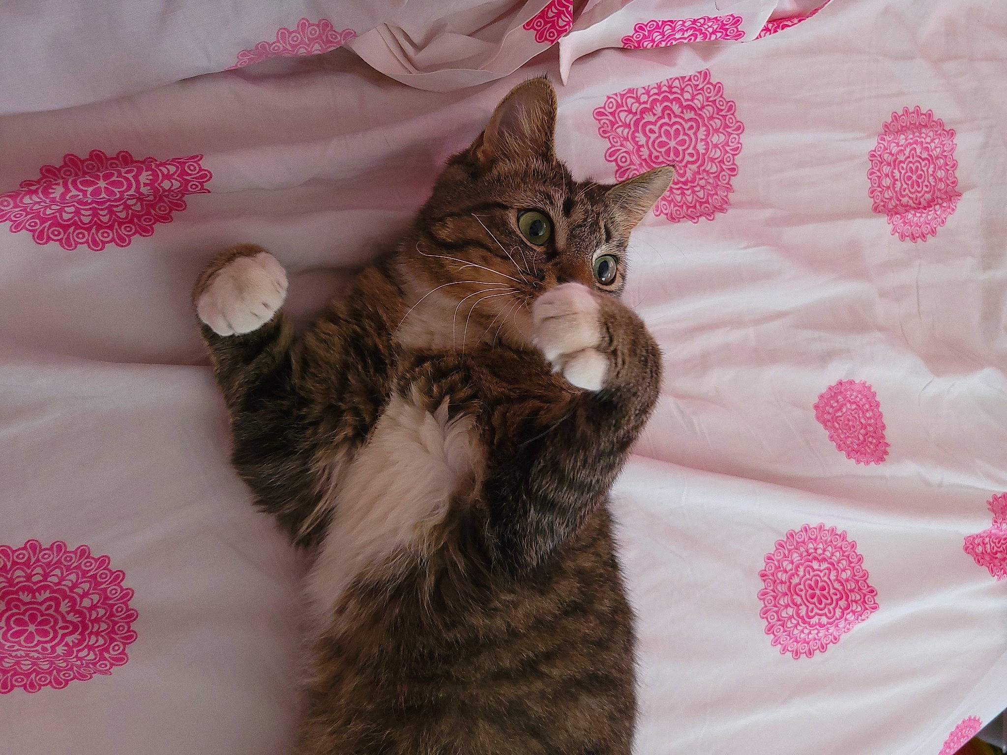 Kit joined the competition — help win amazing prizes! bed, carnivore, cat, cat_bed, claw, comfort, domestic_short_haired_cat, fawn, felidae, fur, gesture, linens, magenta, pattern, paw, pink, small_to_medium_sized_cats, tail, textile, whiskers